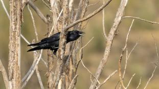 Corvus corax