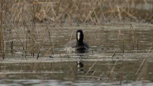 Fulica atra