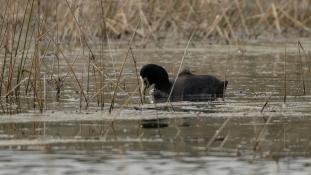 Fulica atra