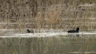 Fulica atra