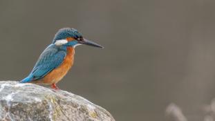 Alcedo atthis