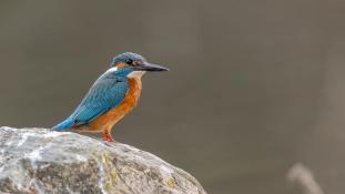 Alcedo atthis