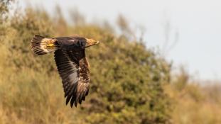 Aquila chrysaetos