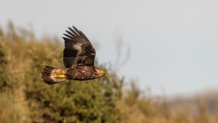 Aquila chrysaetos