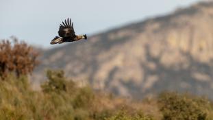 Aquila chrysaetos