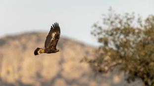 Aquila chrysaetos