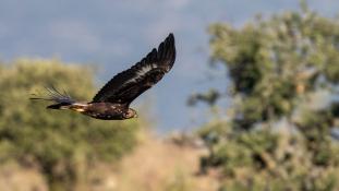 Aquila chrysaetos