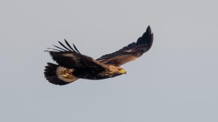 Aquila chrysaetos