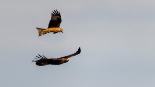 Aquila chrysaetos