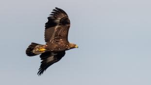 Aquila chrysaetos