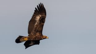 Aquila chrysaetos