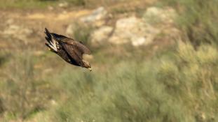 Aquila chrysaetos