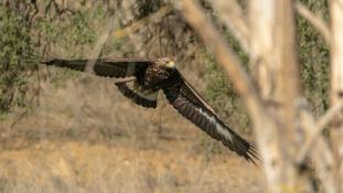 Aquila chrysaetos