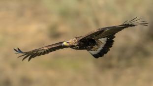 Aquila chrysaetos