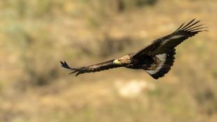 Aquila chrysaetos