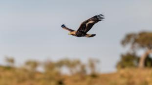 Aquila chrysaetos