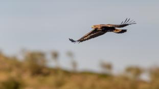 Aquila chrysaetos