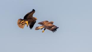 Aquila adalberti