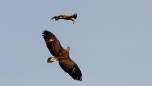 Aquila adalberti