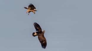 Aquila adalberti