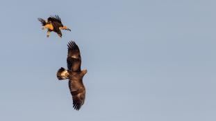 Aquila adalberti