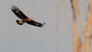 Aquila chrysaetos