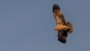 Aquila adalberti