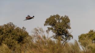 Aquila chrysaetos