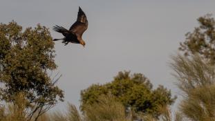 Aquila chrysaetos