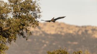 Aquila chrysaetos