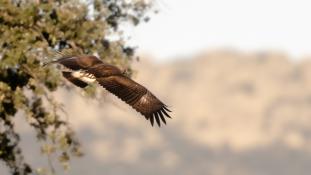 Aquila chrysaetos