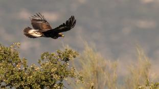 Aquila chrysaetos