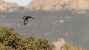 Aquila chrysaetos