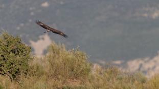 Aquila chrysaetos