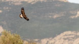 Aquila chrysaetos