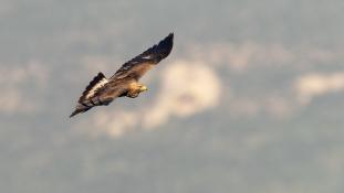 Aquila chrysaetos