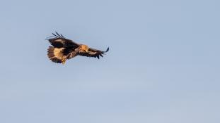 Aquila chrysaetos