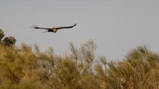 Aquila chrysaetos