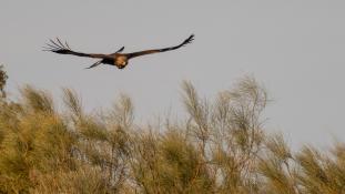 Aquila chrysaetos