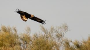 Aquila chrysaetos