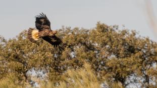 Aquila chrysaetos