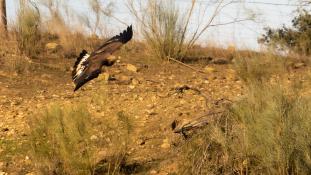 Aquila chrysaetos