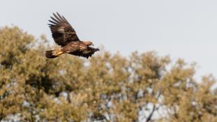 Aquila chrysaetos