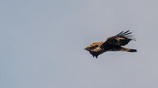 Aquila chrysaetos