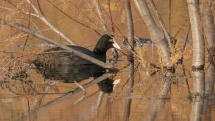 Fulica atra