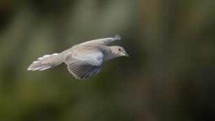 Streptopelia decaocto