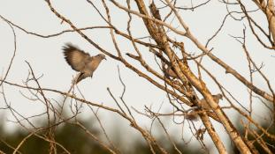 Streptopelia decaocto