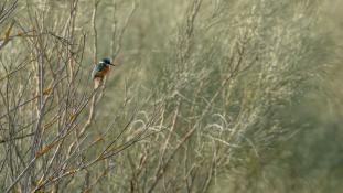 Alcedo atthis