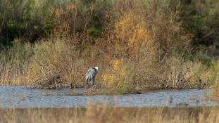 Ardea cinerea