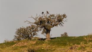 Aquila chrysaetos